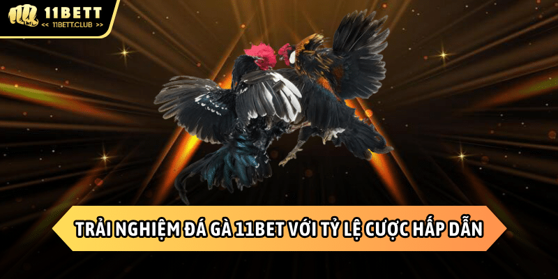 Đá gà 11BET với tỷ lệ cược đầy hấp dẫn